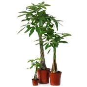 Pachira Plant